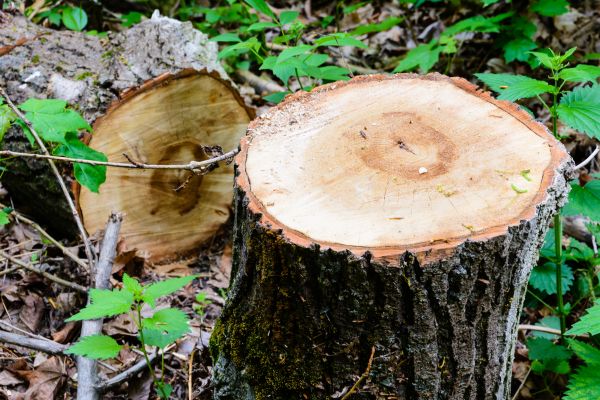 Grow your Tree Removal business
