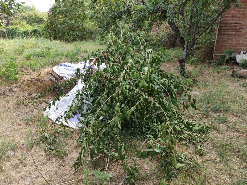 Yard Cleanup After Removal