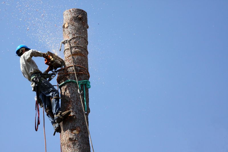 Tree Removal Near Power Lines