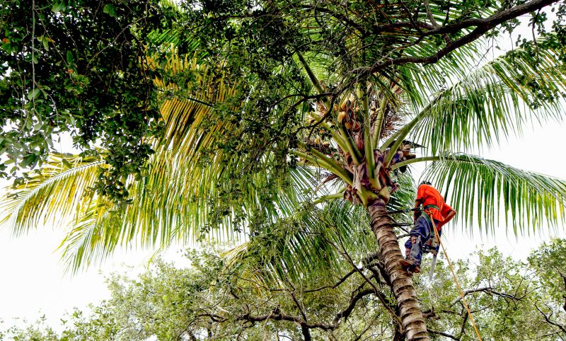 Palm Tree Removal