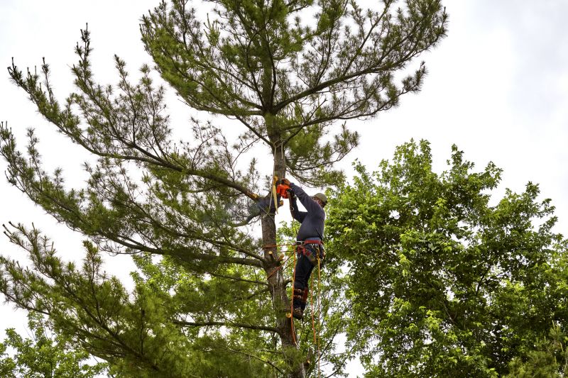 Tree Removal Planning