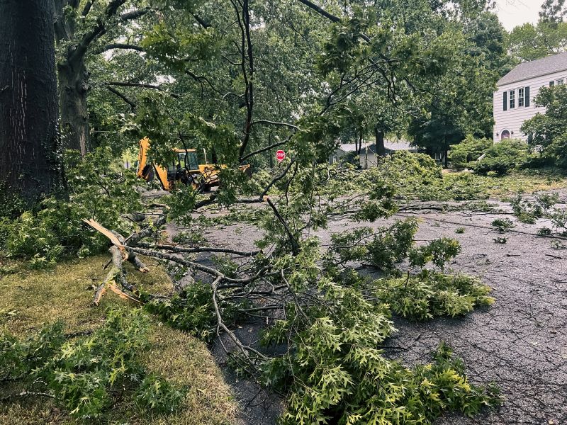Tree Removal in Winter