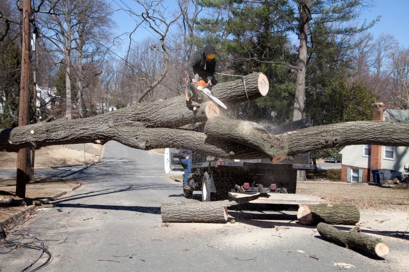 Before and After Tree Removal