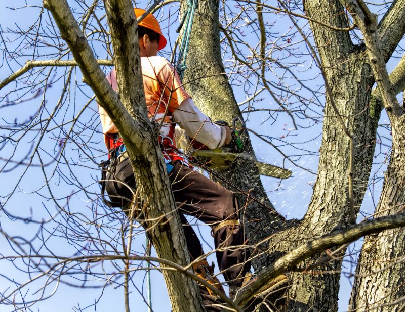 Tree Climbing and Cutting Techniques