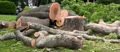Site After Tree Removal