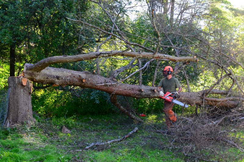 Timing for Tree Removal