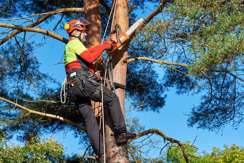 Professional Tree Cutting